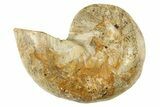 Cut & Polished Jurassic Nautilus Fossil (Half) - Madagascar #288004-1